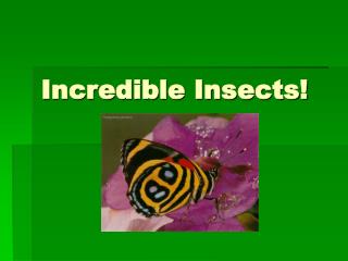 Incredible Insects!