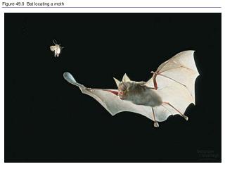 Figure 49.0 Bat locating a moth