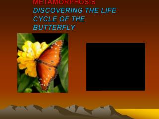 METAMORPHOSIS DISCOVERING THE LIFE CYCLE OF THE BUTTERFLY