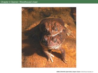 Chapter 4 Opener: Woodhouse’s toad