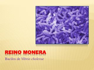 Reino monera