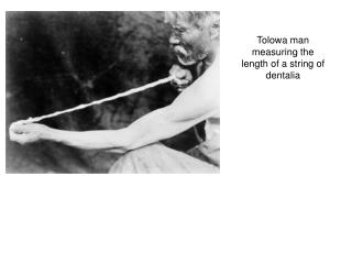 Tolowa man measuring the length of a string of dentalia