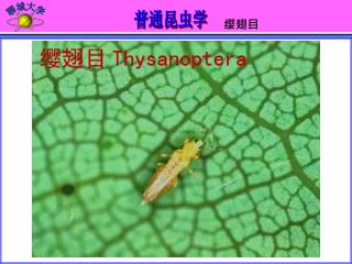 缨翅目 Thysanoptera