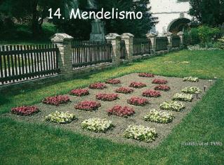 14. Mendelismo