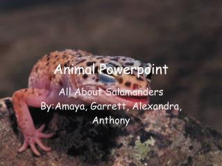 Animal Powerpoint