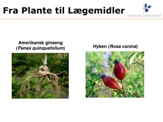 Fra Plante til Lægemidler