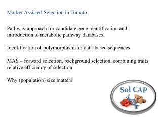 Marker Assisted Selection in Tomato