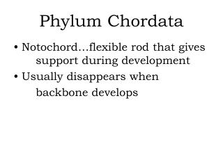 Phylum Chordata