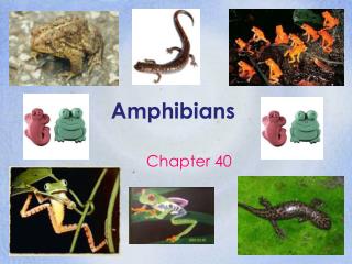 Amphibians