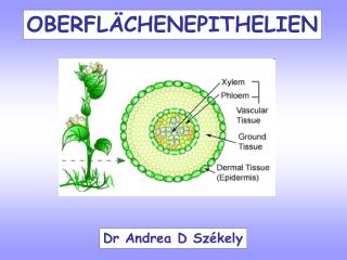 OBERFLÄCHENEPITHELIEN