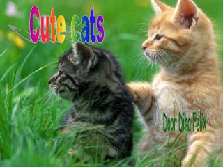 Cute cats