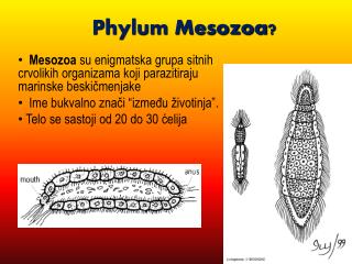 Phylum Mesozoa ?