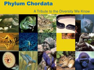 Phylum Chordata