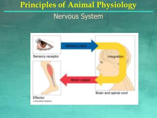 Principles of Animal Physiology