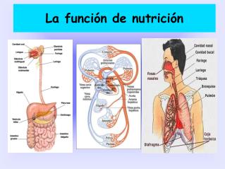 La función de nutrición