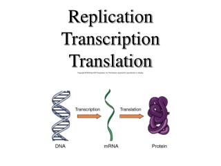 Replication Transcription Translation