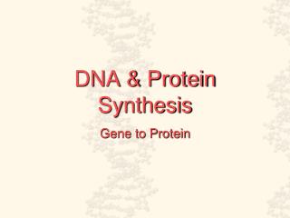 DNA &amp; Protein Synthesis