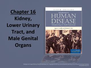 Chapter 16 Kidney, Lower Urinary Tract, and Male Genital Organs