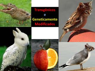 Transgênicos e Geneticamente Modificados