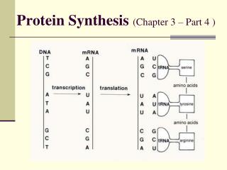 Protein Synthesis (Chapter 3 – Part 4 )