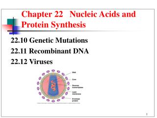 Chapter 22 Nucleic Acids and Protein Synthesis