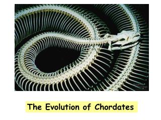 The Evolution of Chordates