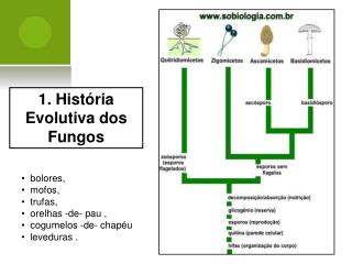 1. História Evolutiva dos Fungos