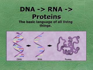 DNA -&gt; RNA -&gt; Proteins