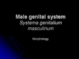 Male genital system Systema genitalium masculinum Morphology