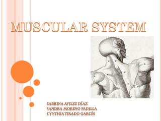 MUSCULAR SYSTEM