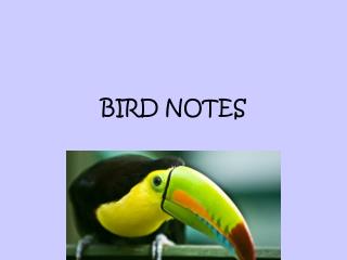 BIRD NOTES