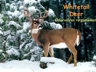 Whitetail Deer