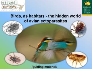 Birds, as habitats - the hidden world of avian ectoparasites