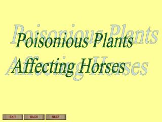 Poisonious Plants Affecting Horses