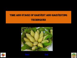 TIME AND STAGE OF HARVEST AND HARVESTING TECHNIQUES