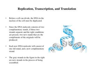 Replication, Transcription, and Translation