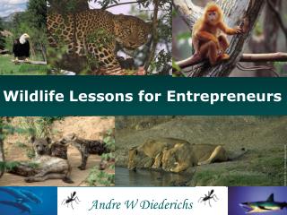 Wildlife Lessons for Entrepreneurs