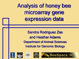 Analysis of honey bee microarray gene expression data