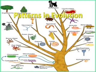 Patterns in Evolution