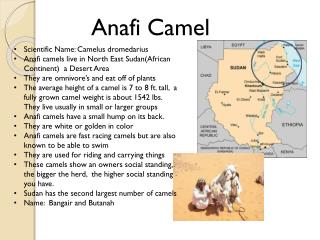 Anafi Camel