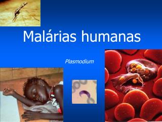 Malárias humanas
