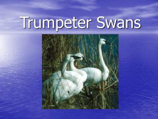 Trumpeter Swans