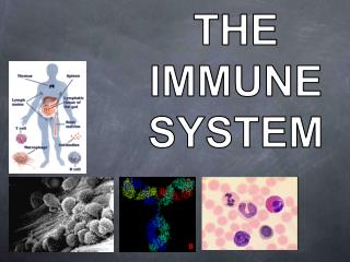 THE IMMUNE SYSTEM