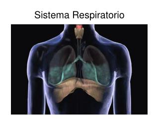 Sistema Respiratorio