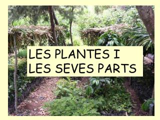 LES PLANTES I LES SEVES PARTS