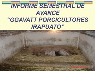 INFORME SEMESTRAL DE AVANCE “GGAVATT PORCICULTORES IRAPUATO”