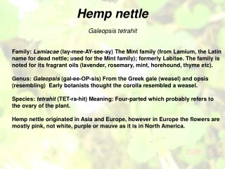 Hemp nettle Galeopsis tetrahit
