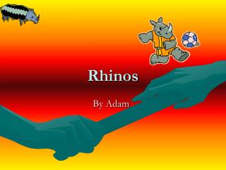 Rhinos