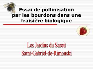 Essai de pollinisation par les bourdons dans une fraisière biologique