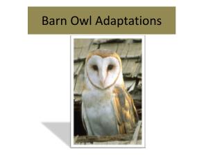 Barn Owl Adaptations